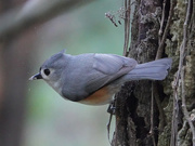 8th May 2018 - Tufted Titmouse
