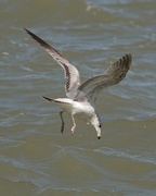 9th May 2018 - Gull diving into Lake Erie