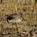 Solitary Sandpiper by rob257