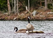 8th May 2018 - Canada Geese