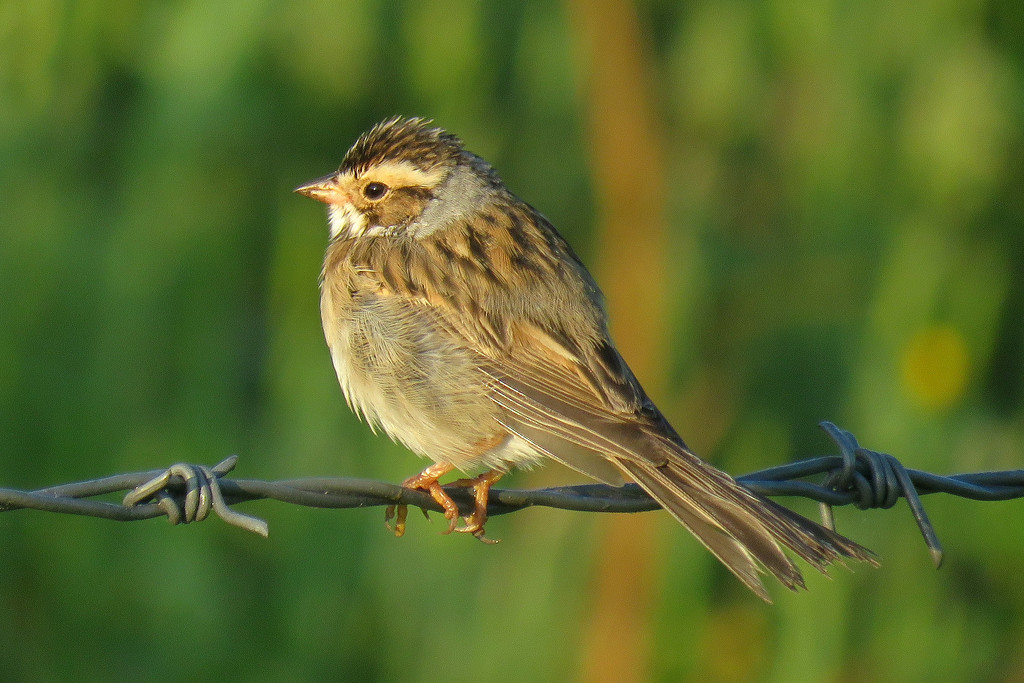 The Patient Sparrow by milaniet