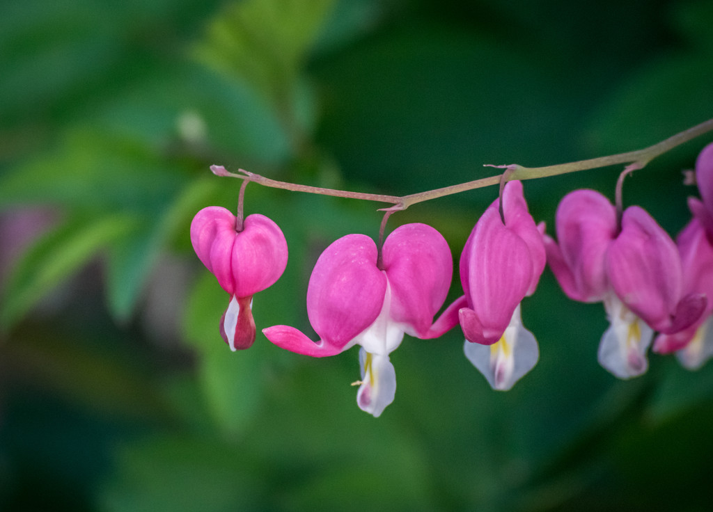 Bleeding Heart by marylandgirl58