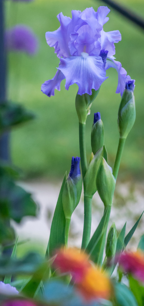 Purple Iris  by marylandgirl58