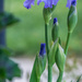 Purple Iris  by marylandgirl58