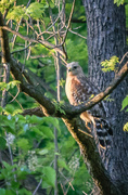 10th May 2018 - Red Shouldered Hawk