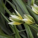Mini-tulips by amyk