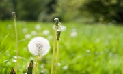 10th May 2018 - The place of dandelions