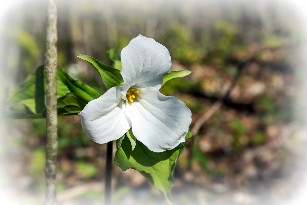 Ontario's Flower - Trillium  by farmreporter