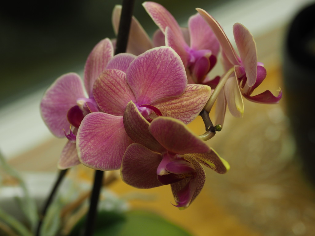 Orchid 1 by selkie