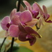 Orchid 1 by selkie