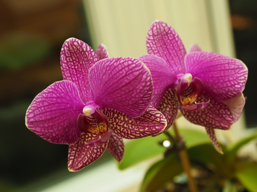Orchid 2 by selkie