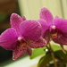 Orchid 2 by selkie