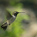 Male Hovering Hummer by gaylewood