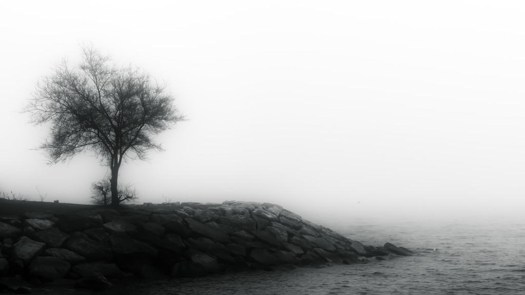 lone tree in the mist by northy