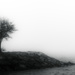 lone tree in the mist by northy