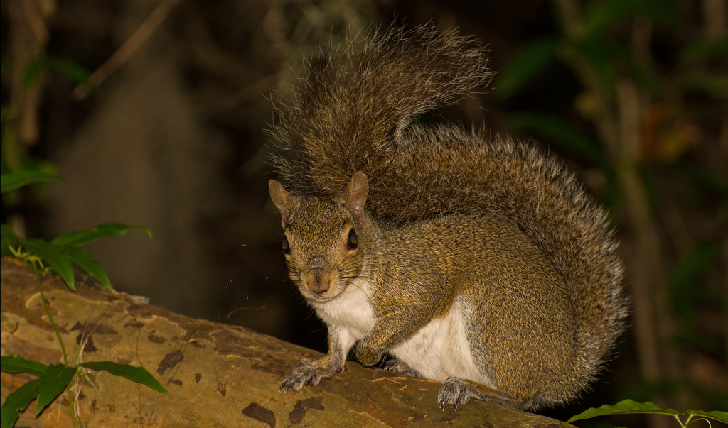 Night Time Squirrel! by rickster549