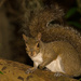 Night Time Squirrel! by rickster549