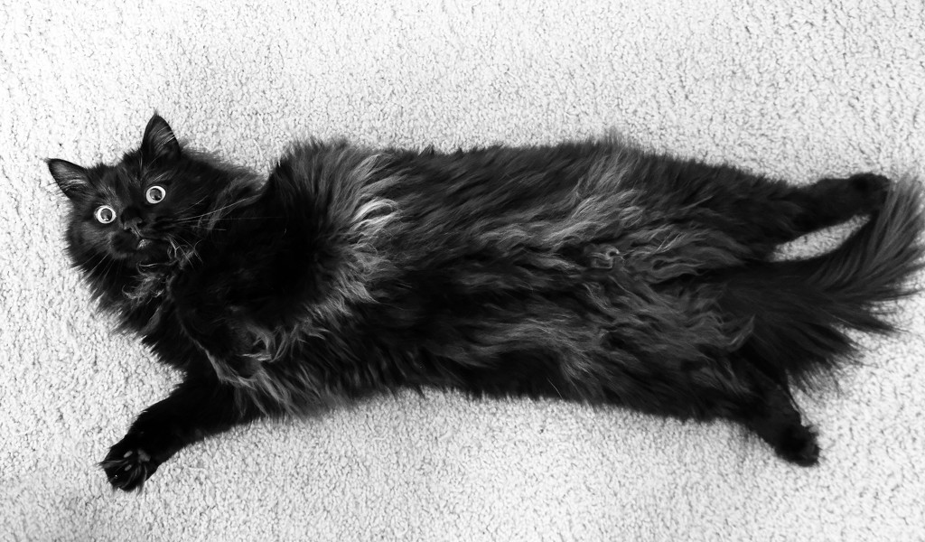 Cat Flat Lay by vera365