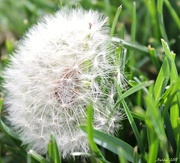 9th May 2018 - Gone to Seed (Dandelion II)