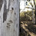 May Half and Half - Tree Graffiti by nicolecampbell