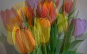 11th May 2018 - rainbow tulips