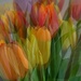 rainbow tulips by quietpurplehaze