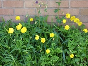 11th May 2018 - Welsh poppies 