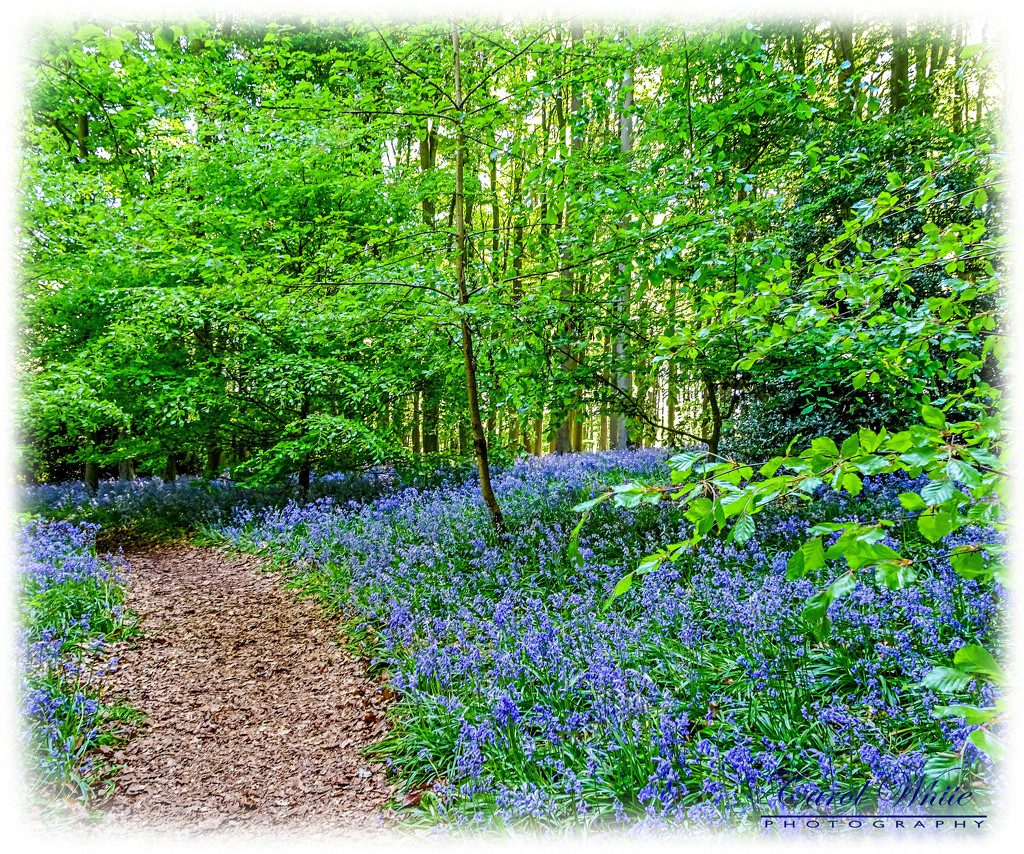 Pathway Through The Bluebells by carolmw