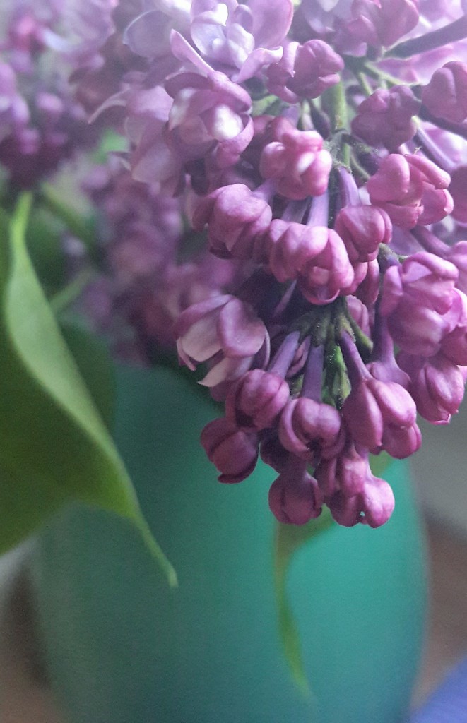Lovely lilac. by jokristina