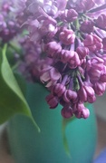 10th May 2018 - Lovely lilac.