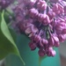 Lovely lilac. by jokristina