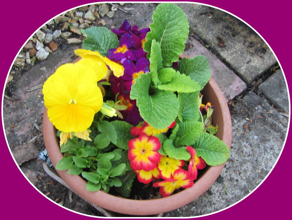 A colourful garden planter. by grace55
