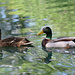 M R Ducks by alophoto