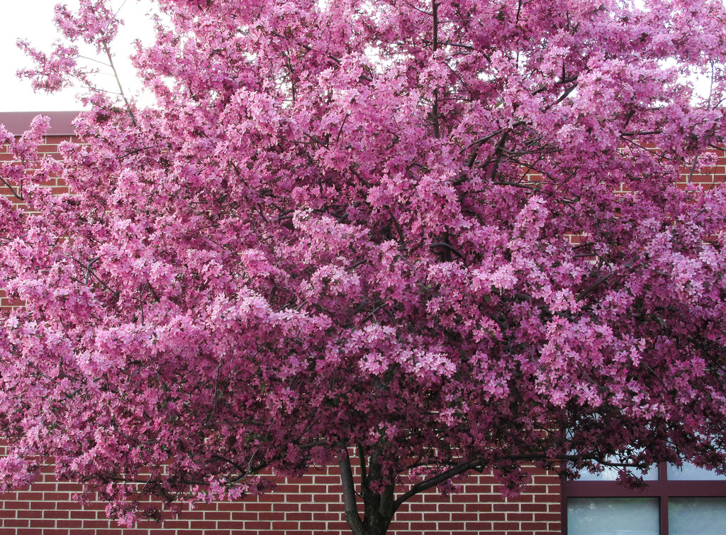 Pink blossoms by mittens