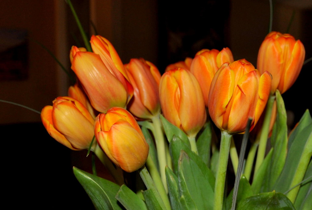Tulips by stownsend