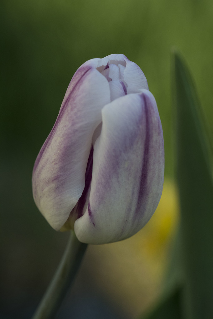 tulip by dakotakid35