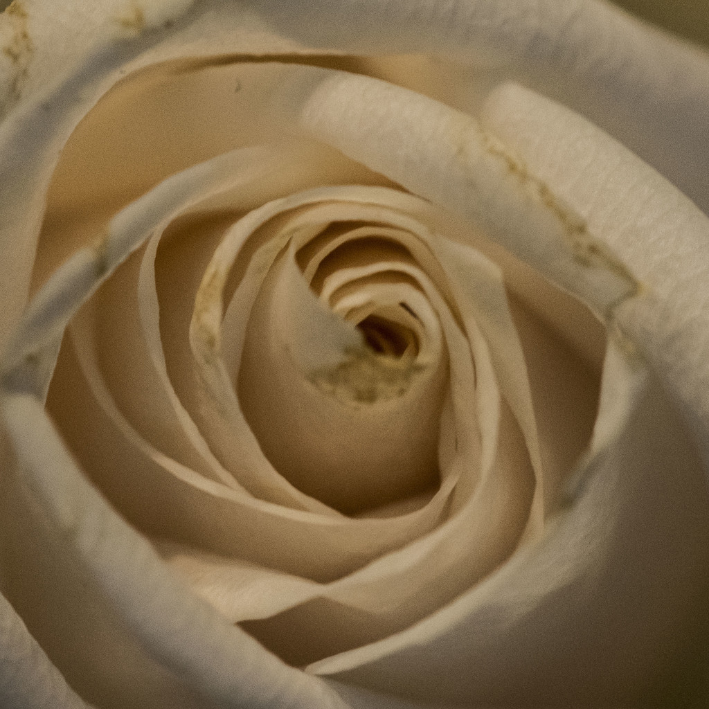 rose by dakotakid35