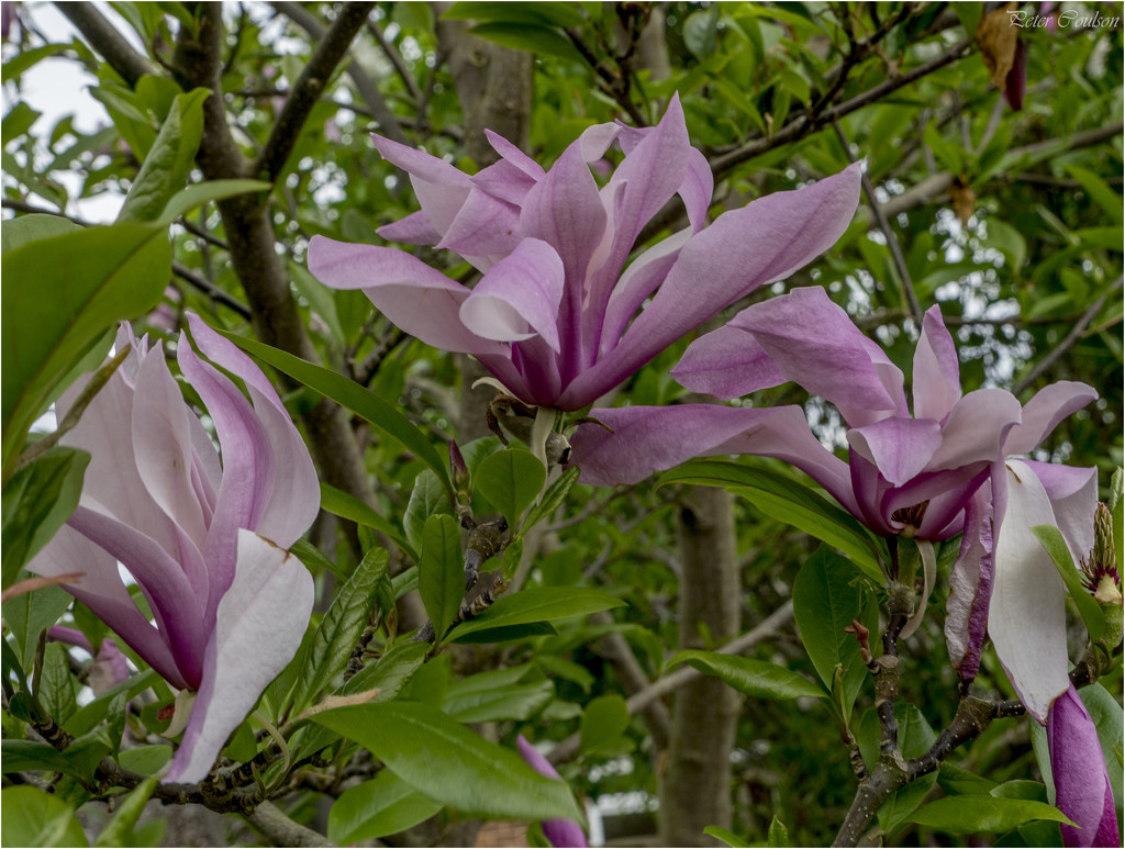 Magnolia Tree by pcoulson