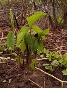 10th May 2018 - Jack-in-the-Pulpit