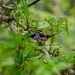 Long Tailed Tits by gillian1912