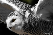 11th May 2018 - Snowy Owl in flight 
