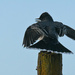Eastern Kingbird Strut by kareenking