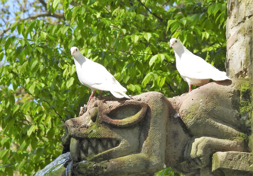  Doves at Westonbury Mill  by susiemc