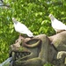  Doves at Westonbury Mill  by susiemc