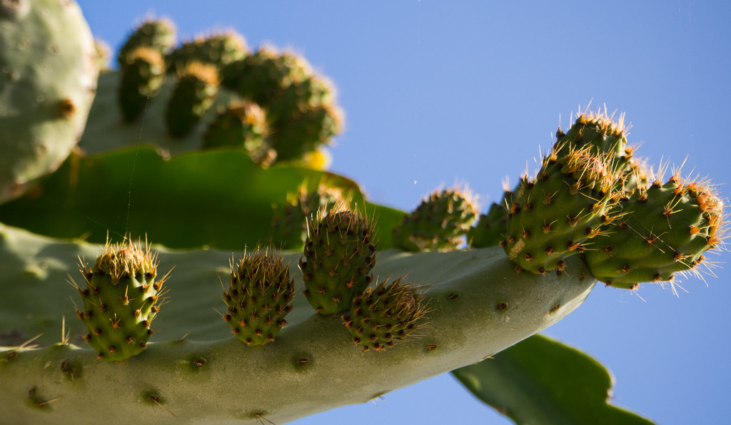 Baby Spikes by fotoblah