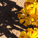 Half & Half Challenge #5: Blossoms & Shadows by fotoblah