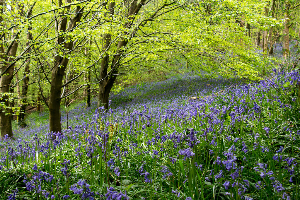 bluebell wood by callymazoo