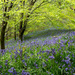 bluebell wood by callymazoo