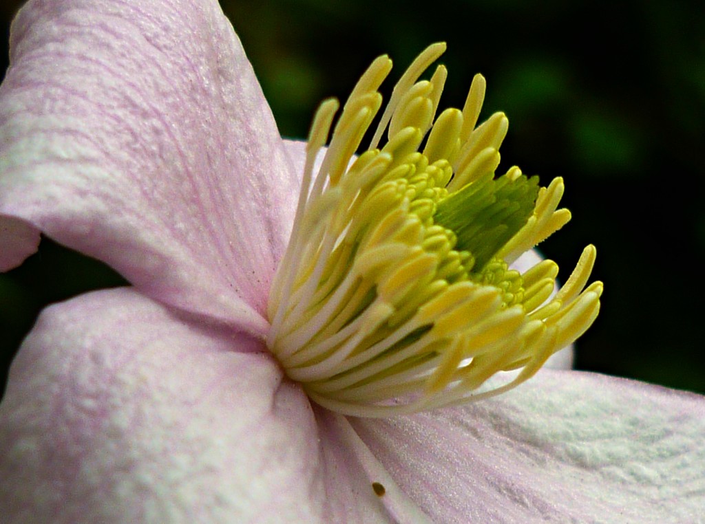 Cheerful Clematis  by countrylassie