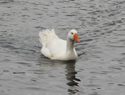 11th May 2018 - White Duck